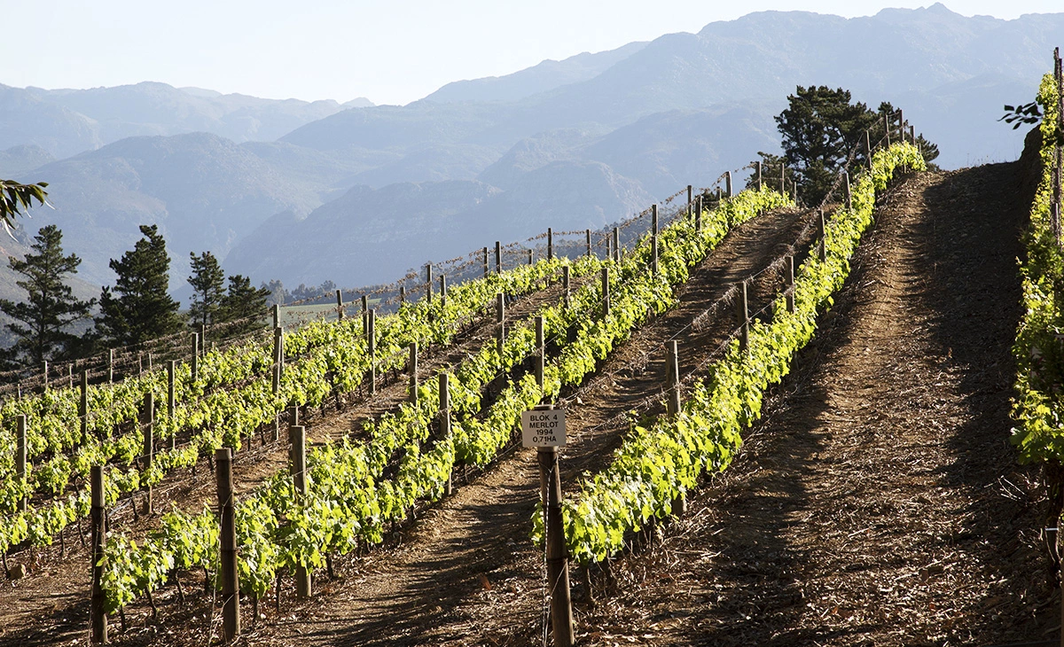 特色-南非克魯格國家公園獵奇12日之旅-葡萄酒產區Explore Wine Regions（Franschhoek Wine Region）