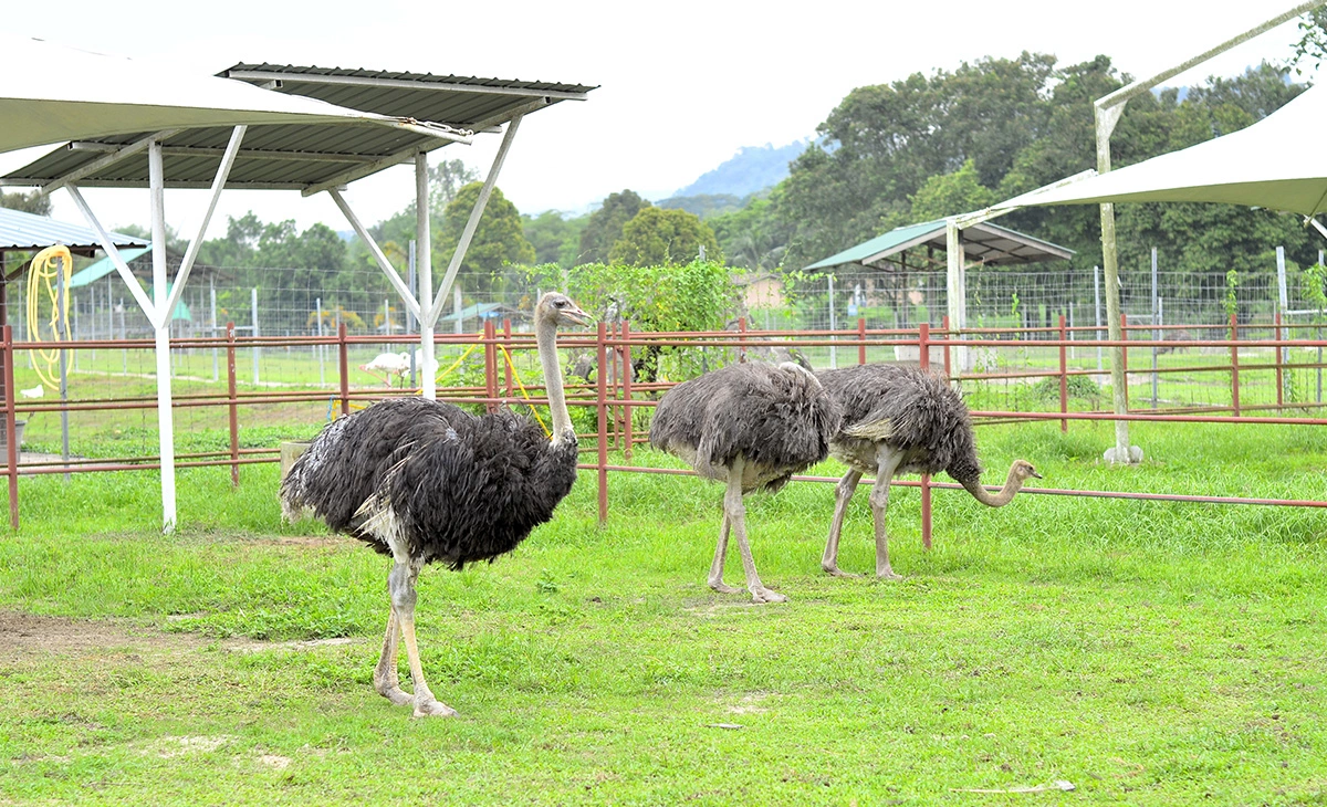 特色-南非克魯格國家公園獵奇12日之旅-鴕鳥養殖農場Oudtshoorn Ostrich Farm