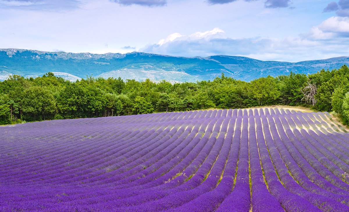 特色-南北法國、摩納哥、安道爾3國19天-普羅旺斯Provence