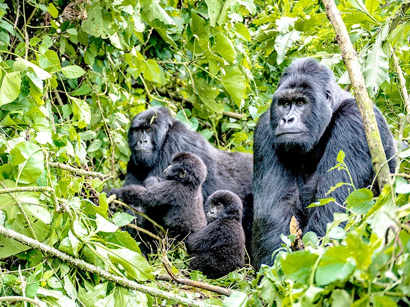 景點-烏干達-銀背猩猩