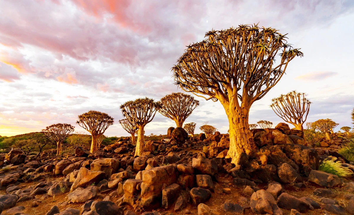 行程-納米比亞文化瑰寶經典豪華16天-《箭袋樹森林》Quiver Tree Forest