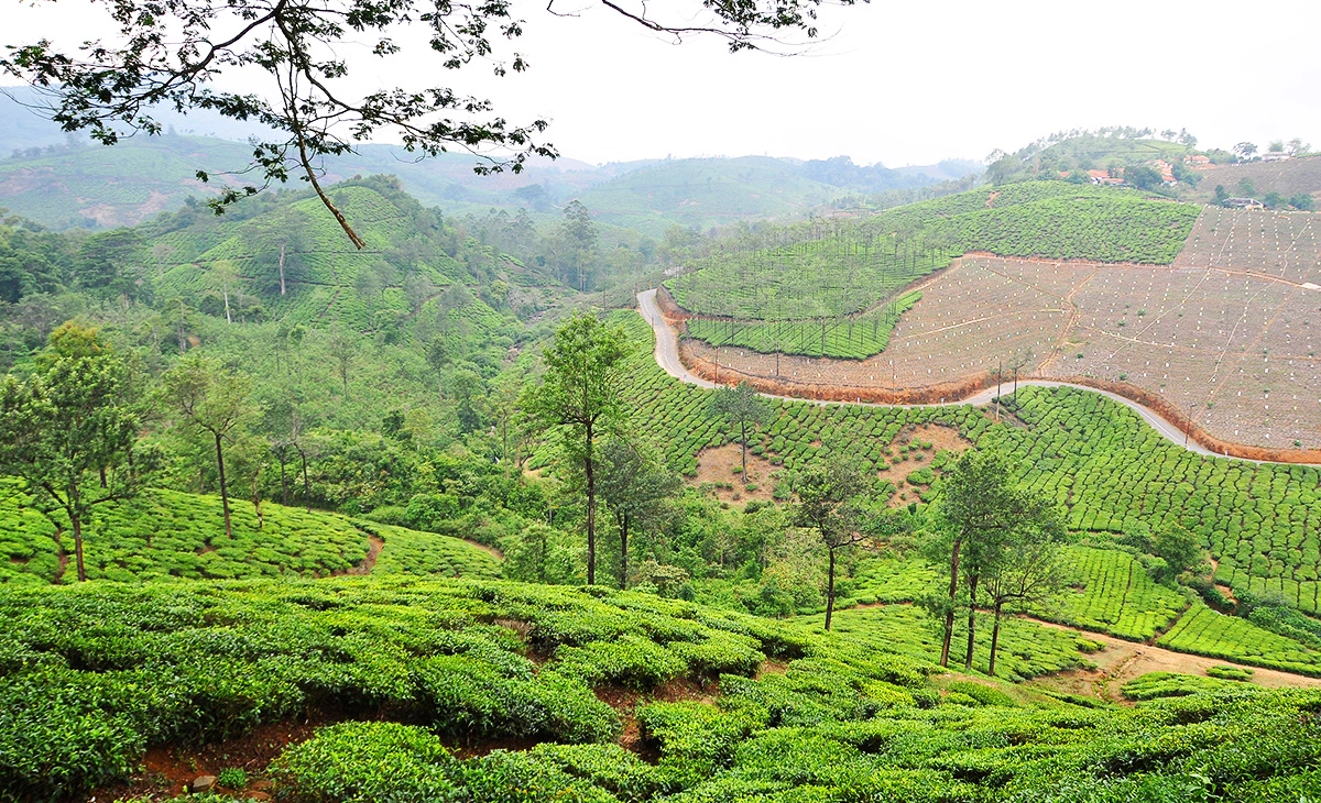 行程-印度喜馬拉雅山、金三角、不丹2國17天-《大吉嶺茶園》Darjeeling Tea Garden