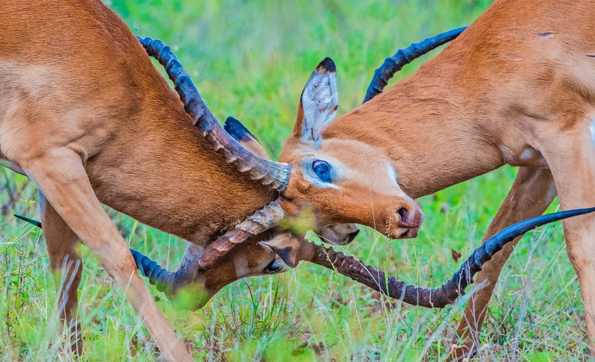 行程-肯亞尊享11天-《桑布魯國家保護區》samburu-national-park②