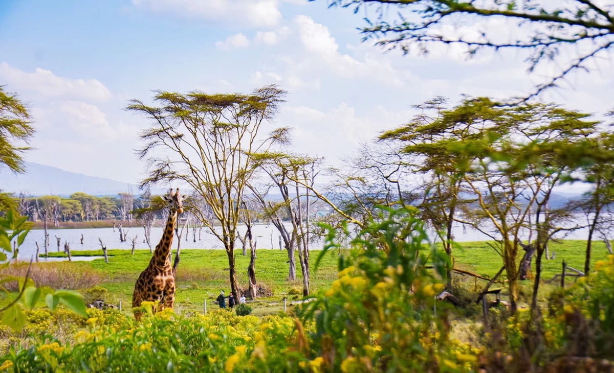 行程-肯亞精選8天-《新月島》Crescent Island