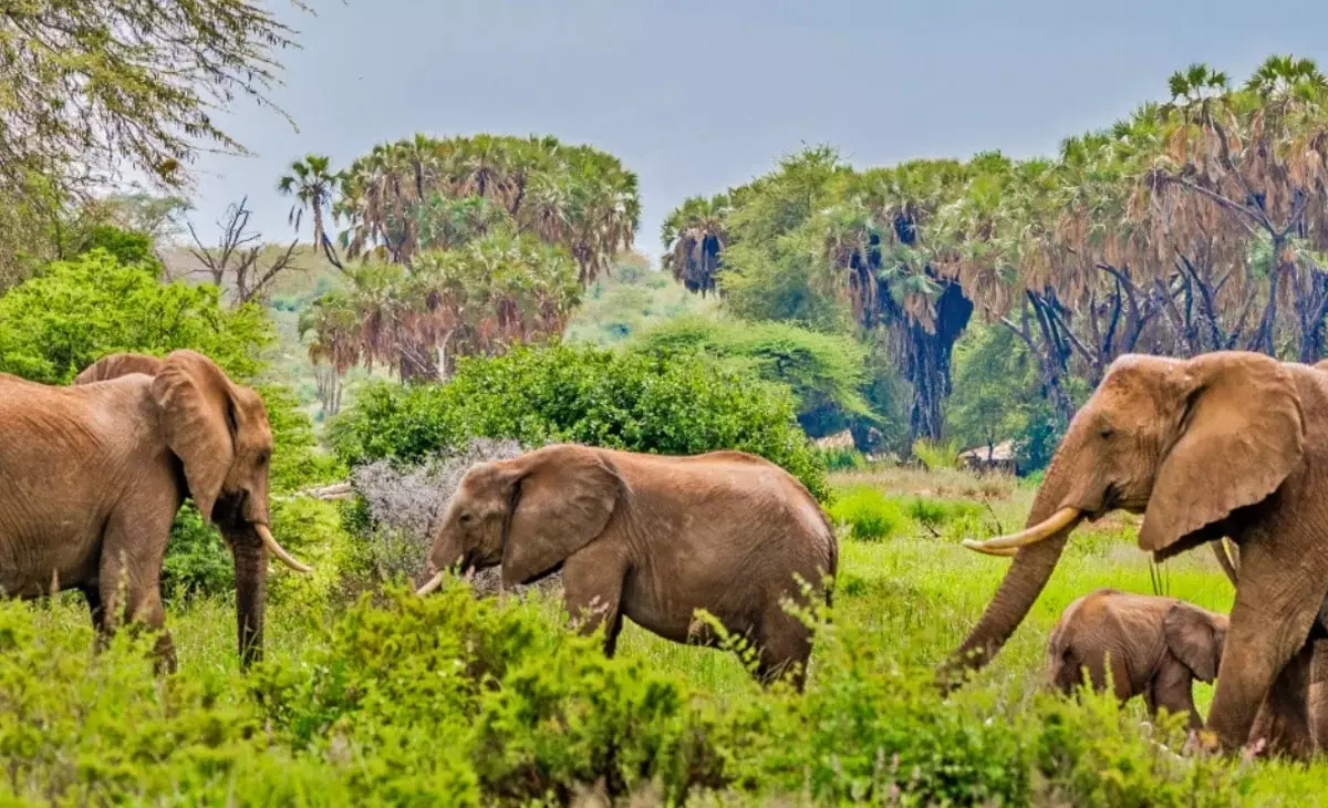 行程-肯亞尊享11天-《桑布魯國家保護區》samburu-national-park①