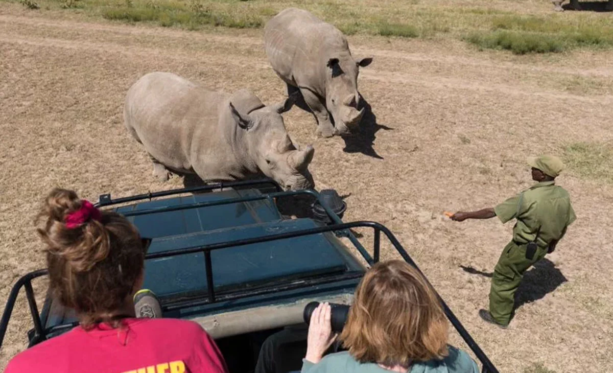 行程-肯亞尊享11天-《奧佩傑塔保護區》Ol-Pejeta-Conservancy