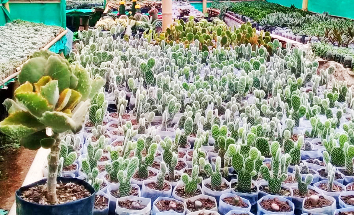 行程-不錫孟-《私人花園》kalimpong flower nursery