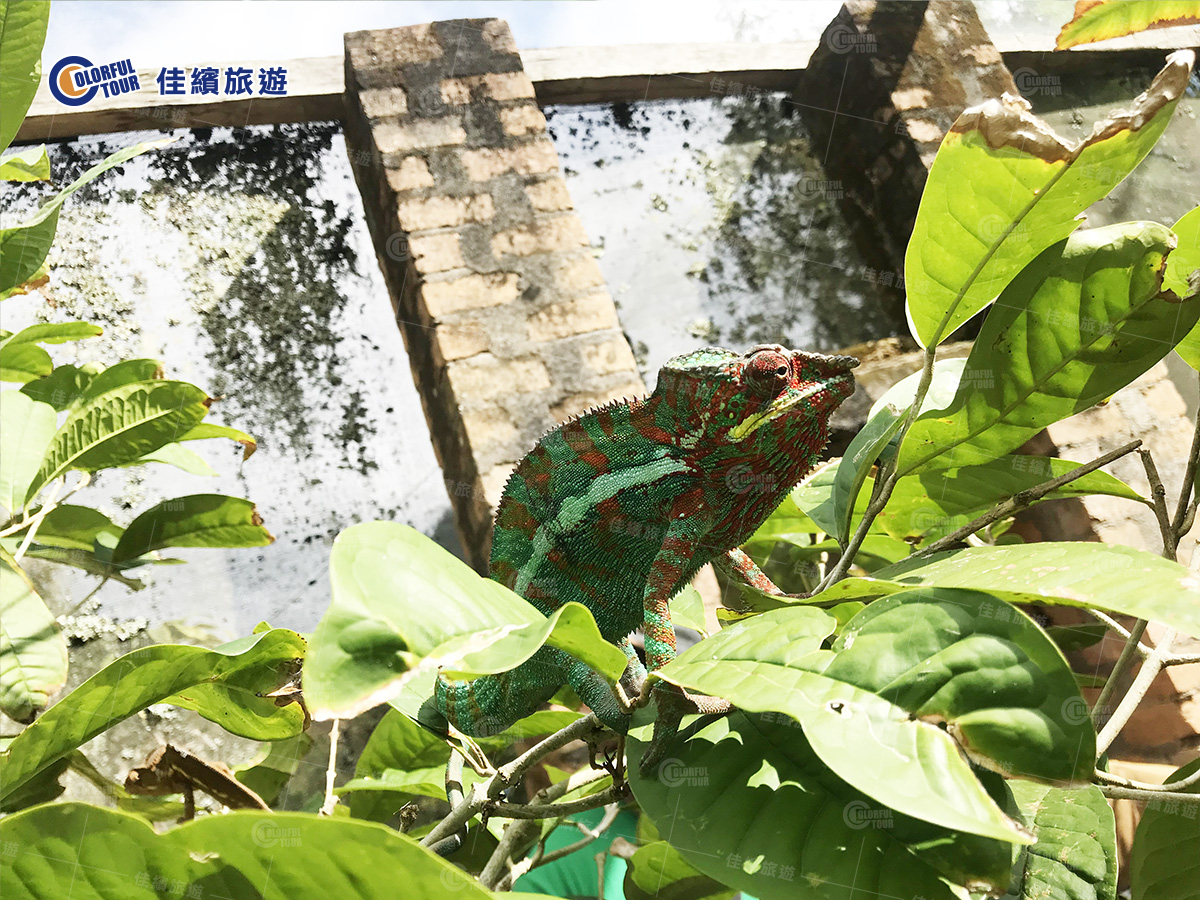 行程-香草五國-變色龍