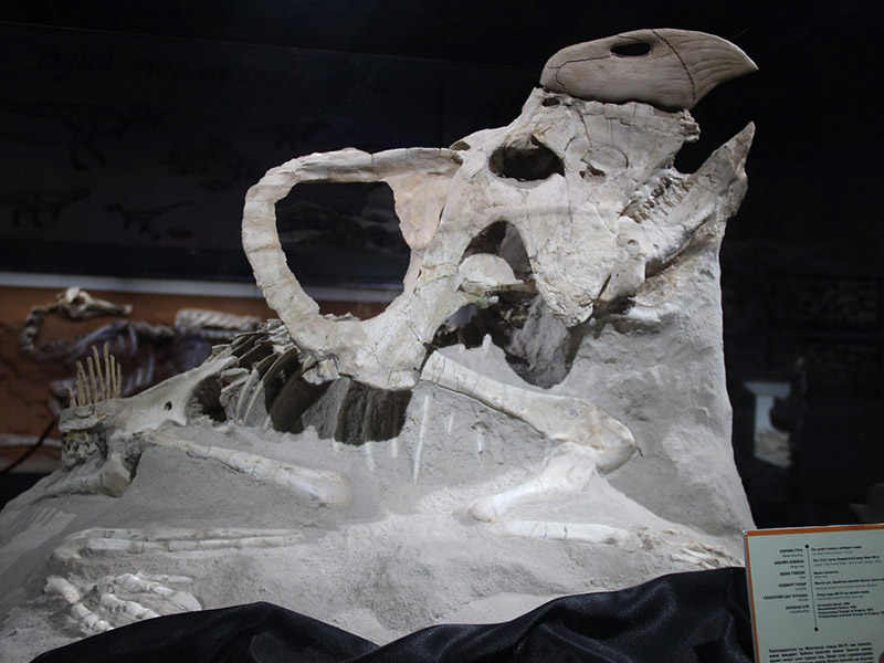 行程-蒙古-三角龍化石