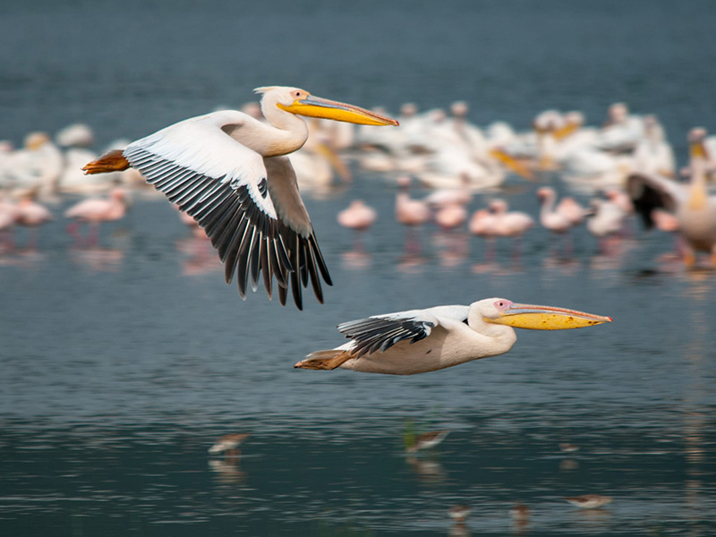 景點-肯亞-艾爾門泰塔湖水鳥