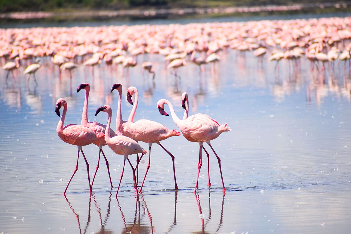 景點-肯亞-艾爾門泰塔湖火烈鳥們