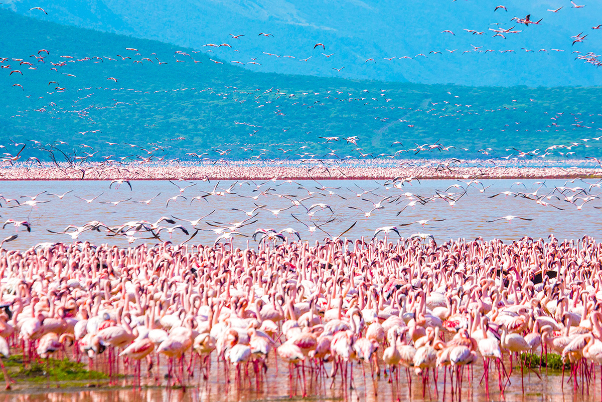 景點-肯亞-艾爾門泰塔湖火烈鳥
