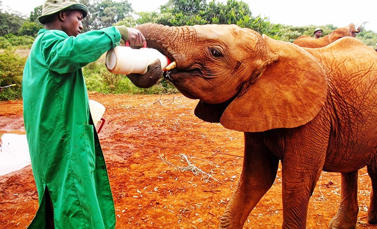 行程-肯亞精選8天-《大象孤兒院》Daphne Sheldrick Elephant Orphanage