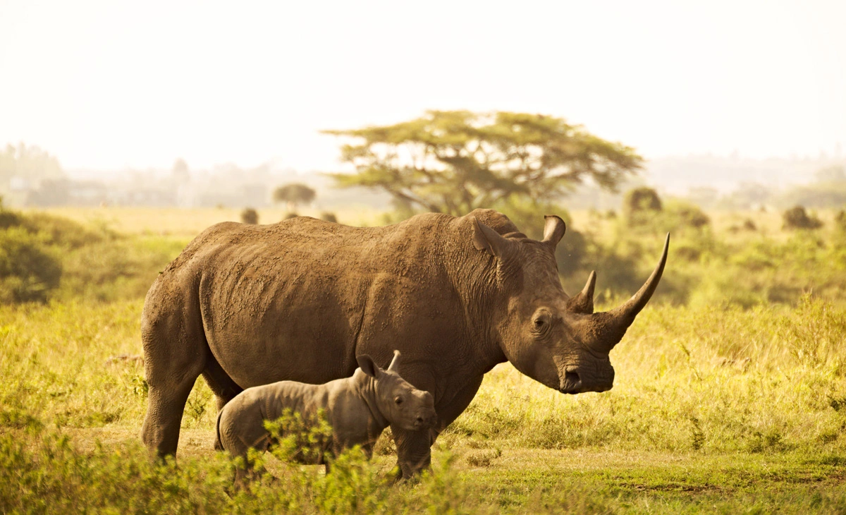 行程-肯亞與動物有約10天-《黑犀牛保護區》Black Rhino Sanctuary