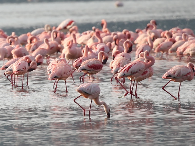 行程-肯亞-火鶴鳥