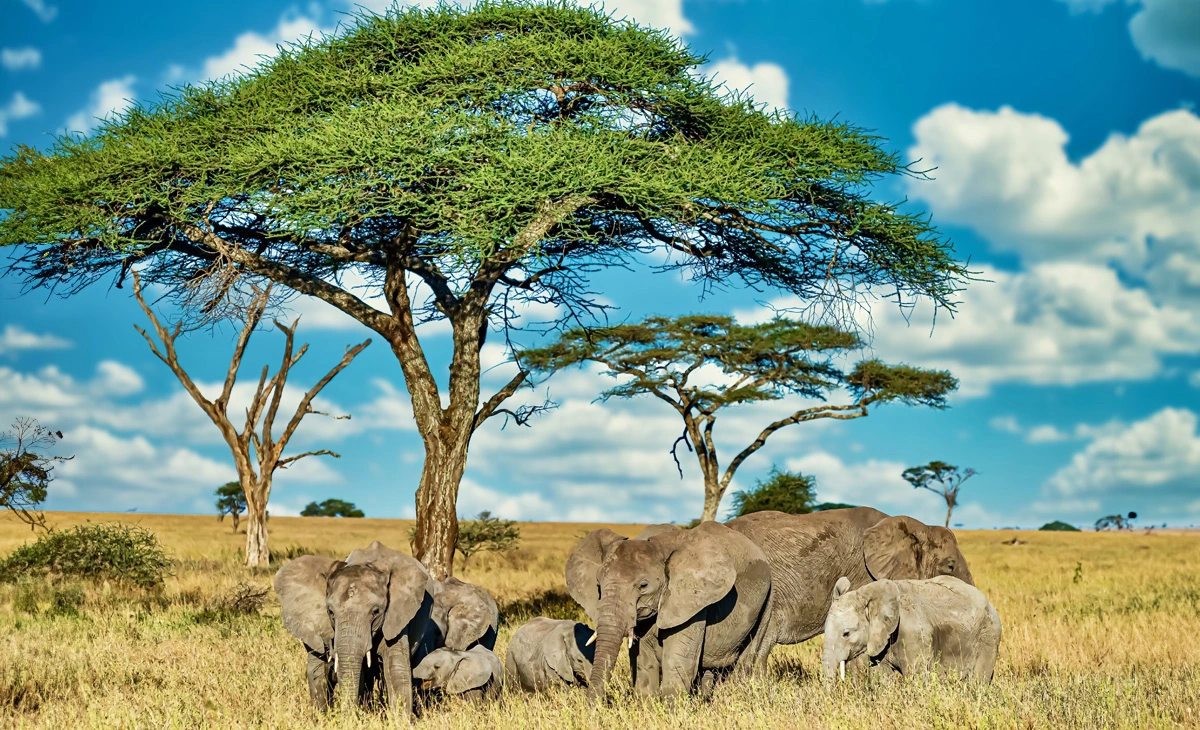 行程-肯亞精選8天-《馬賽馬拉國家公園》Maasai Mara National Reserve