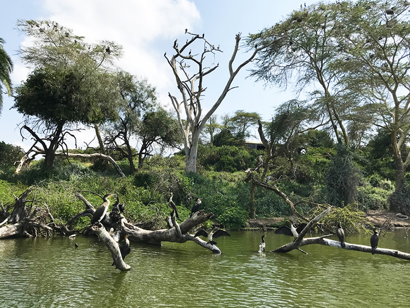景點-肯亞-那瓦夏的水鳥