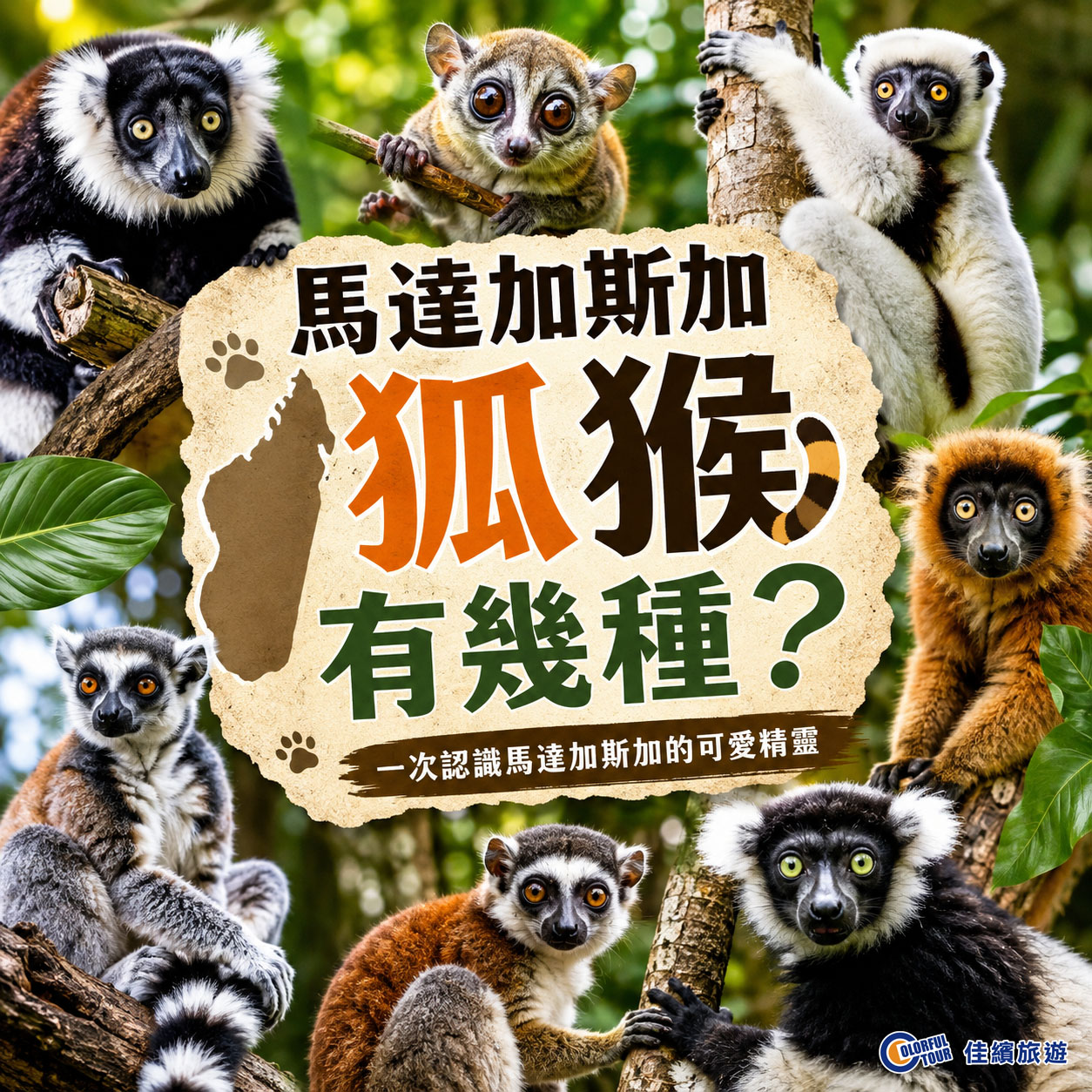 達人部落-馬達加斯加狐猴有幾種